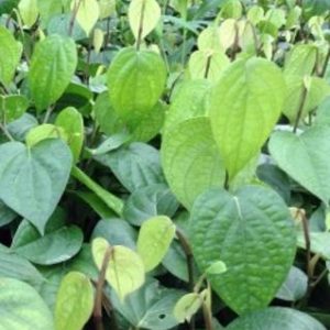 Cây giống tiêu trâu