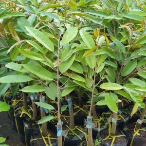 Cây giống sầu riêng thái dona monthong