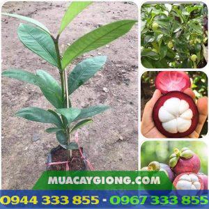 Địa chỉ cung cấp giống cây măng cụt ghép, măng cụt ươm hạt