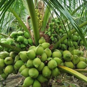 Giống dừa xiêm xanh lùn (dừa lùn xanh, dừa xiêm lục)