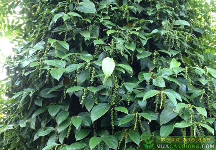 Giống tiêu vĩnh linh năng suất cao