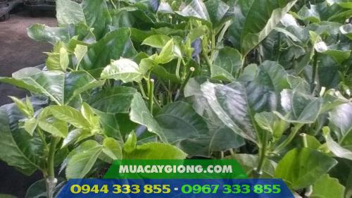 cay_giong_chanh_day_dai_loan_dai_nong_1_2 Cây giống chanh dây tím (Đài Nông 1) 2