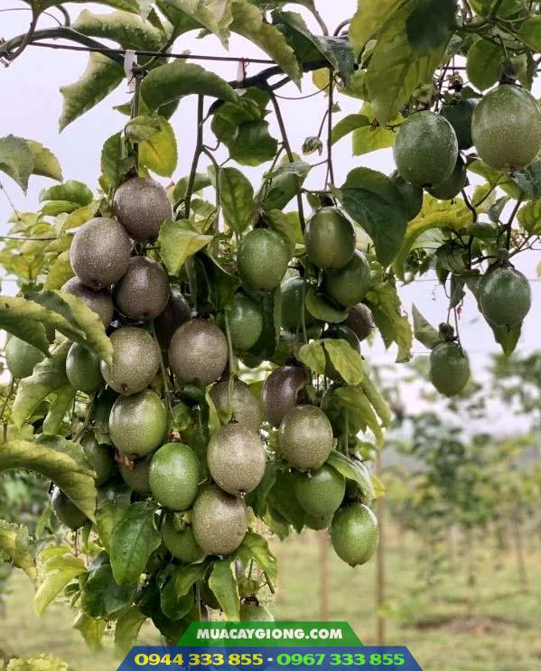 chanh_day_dai_nong_1_nafoods Giống chanh dây Đài Nông 1
