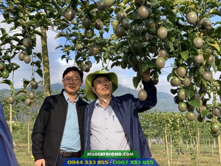 chanh_day_dai_nong_1_nafoods_h2 Giống chanh dây tím Đài Nông 1 Nafood