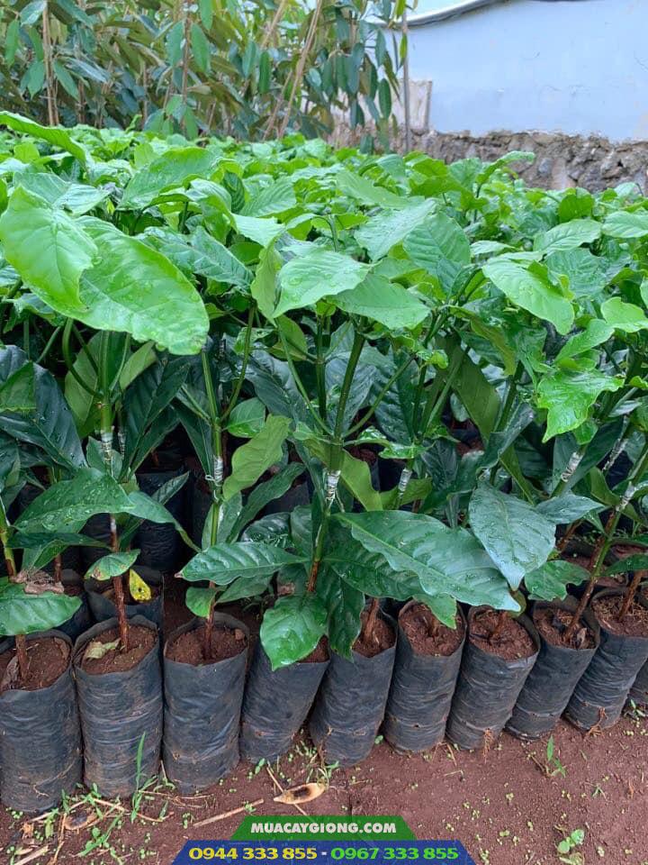 cung_cap_cay_giong_ca_phe_ghep cung cấp cây giống cà phê ghép