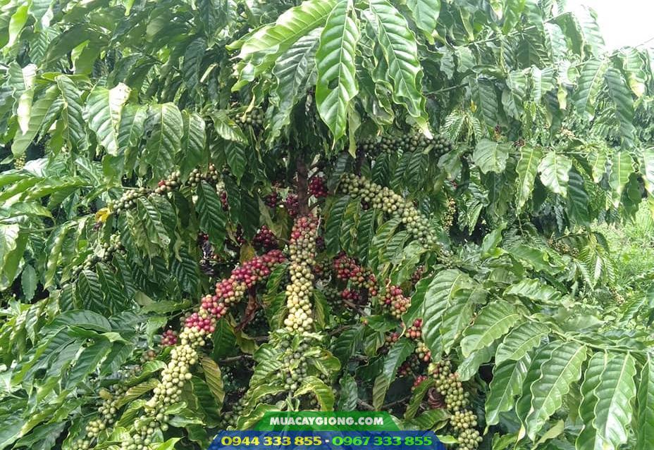 Giống cà phê xanh lùn TS5 Giống cà phê xanh lùn TS5