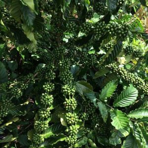 Giống cà phê xanh lùn TS5