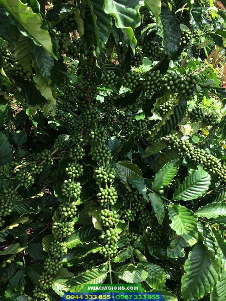 giong-ca-phe-xanh-lun-ts5 Giống cà phê xanh lùn TS5