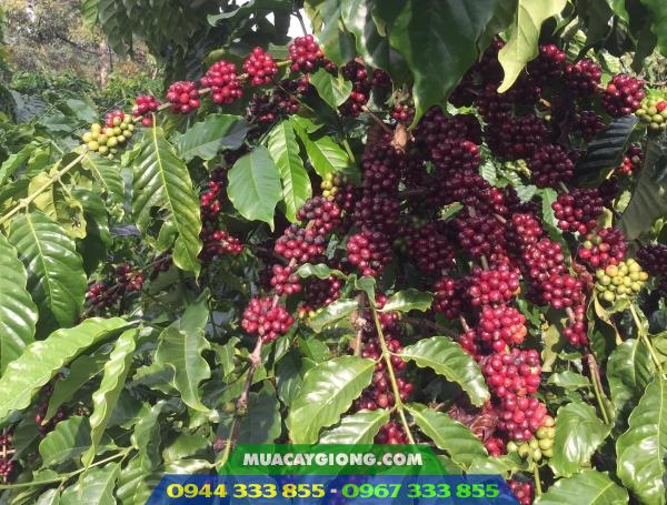 giong-ca-phe-xanh-lun Giống cà phê xanh lùn TS5