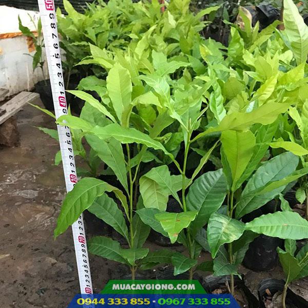 cay_giong_vu_sua_hoang_kim Cây giống vú sữa hoàng kim