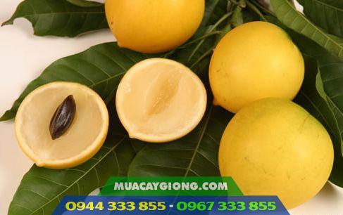 qua_vu_sua_hoang_kim Cây giống vú sữa hoàng kim 1