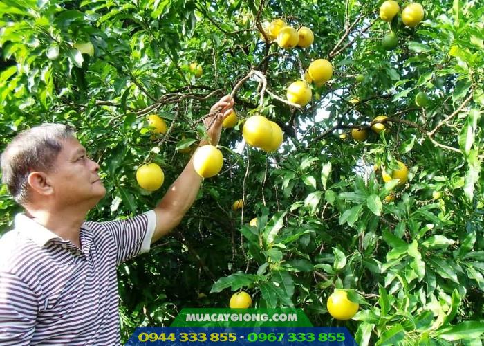 trong_vu_sua_hoang_kim Cây giống vú sữa hoàng kim 2