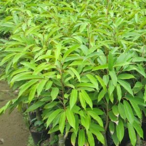 Cây giống sầu riêng Musang King