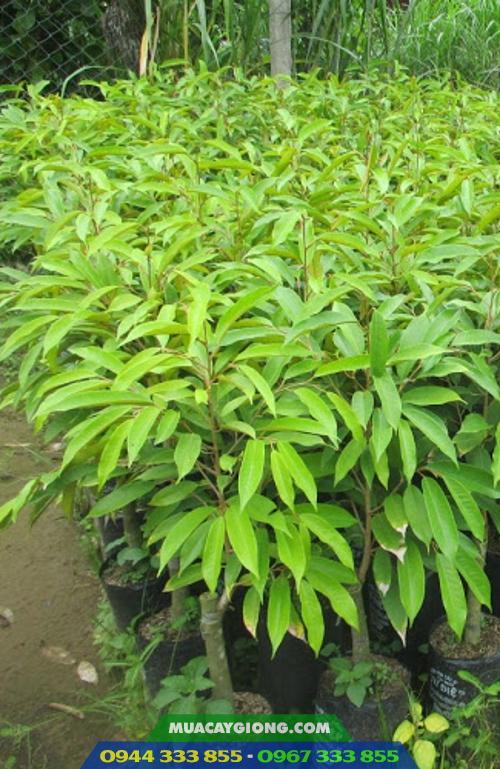 Cây giống sầu riêng Musang King Cây giống sầu riêng Musang King