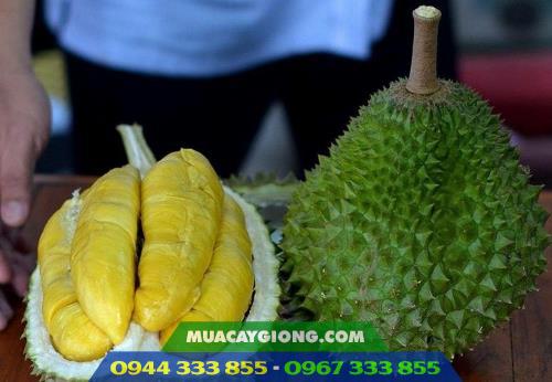 sầu riêng Musang King - D197 sầu riêng Musang King - D197