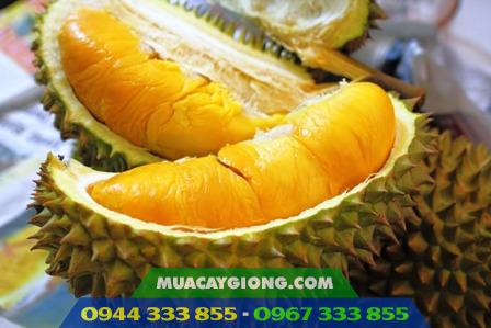 sau_rieng_musang_king_2 Cây giống sầu riêng Musang King Malaysia 1