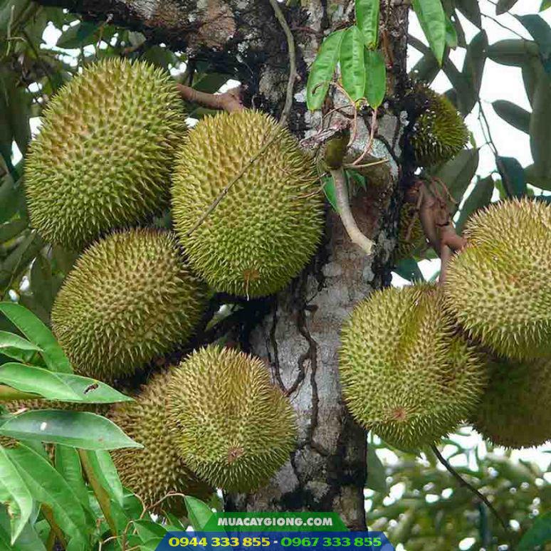 sầu riêng Musang King - D197 sầu riêng Musang King - D197