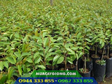cay_giong_sau_rieng_ri6_da_xanh_com_vang_hat_lep Cây giống sầu riêng ri6 da xanh cơm vàng hạt lép