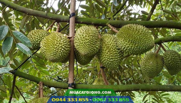 cay_sau_rieng_ri6 Cây sầu riêng ri6