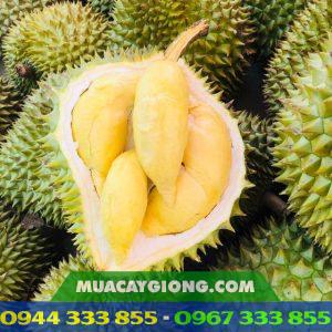 Sầu riêng ri6 da xanh cơm vàng hạt lép