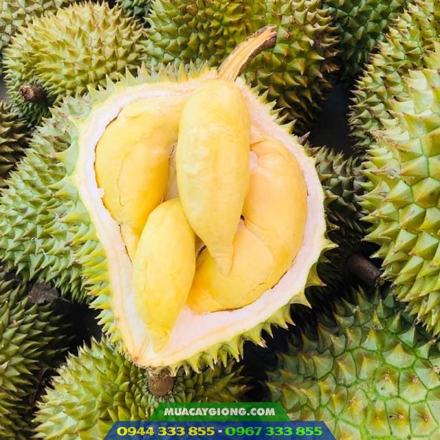 sau_rieng_ri6_da_xanh_com_vang_hat_lep Sầu riêng ri6 da xanh cơm vàng hạt lép