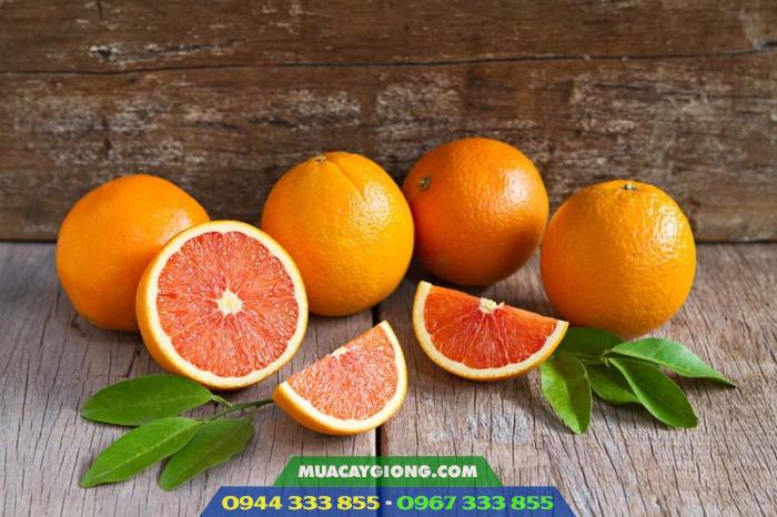 cam_cara_ruot_do_khong_hat Cam cara ruột đỏ không hạt