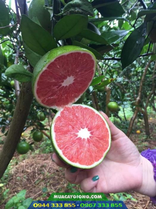 cam_cara_ruot_do_qua_xanh Cam cara ruột đỏ (quả xanh)