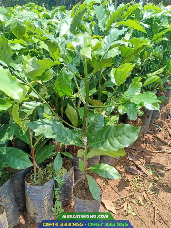 cay_giong_ca_phe_day_ghep cây giống cà phê dây ghép