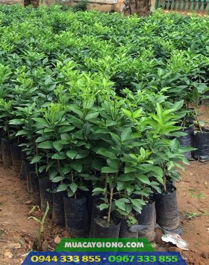 cay_giong_cam_cara_ruot_do Cây giống cam cara ruột đỏ không hạt