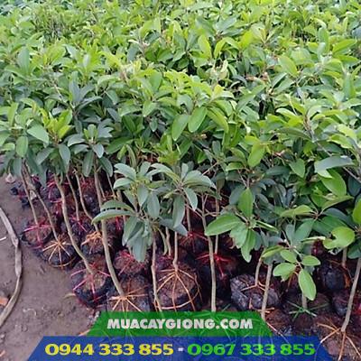 cay_giong_hong_xiem_xoai_thai_lan Cây giống hồng xiêm xoài thái lan (sa-pô-chê xoài)