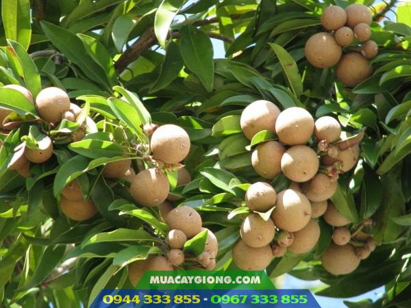 cay_sapoche_hong_xiem Cây sa-pô-chê (hồng xiêm)