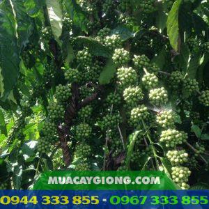Giống cà phê dây thuận an