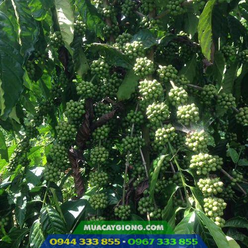giong_ca_phe_day_thuan_an Giống cà phê dây thuận an