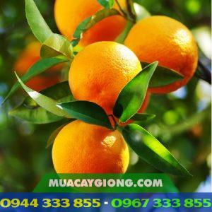 Giống cam ruột đỏ không hạt (cam cara)