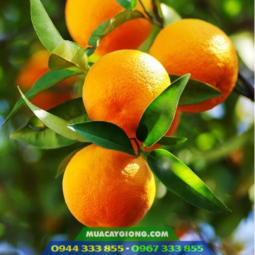 giong_cam_ruot_do_khong_hat_cam_cara Giống cam ruột đỏ không hạt (cam cara)