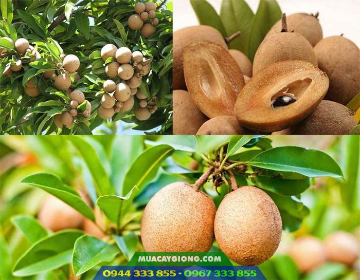 giong_hong_xiem_xoai_sapoche_xa_po_che Giống hồng xiêm xoài thái lan (sa-pô-chê xoài)