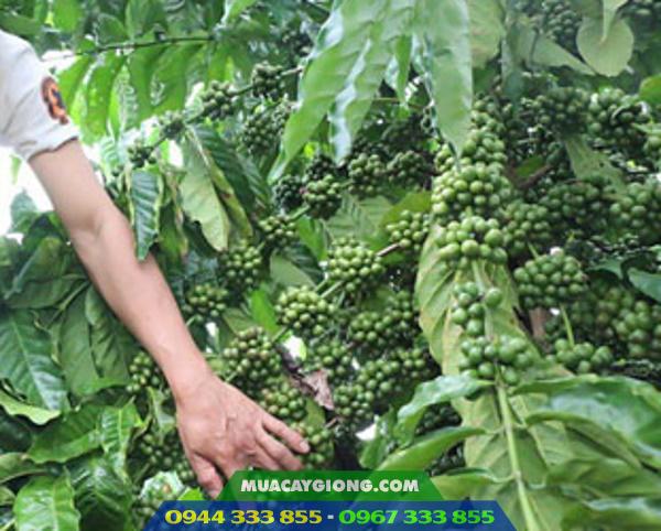 hinh_anh_cay_ca_phe_day_thuan_an Hình ảnh cây cà phê dây thuận an