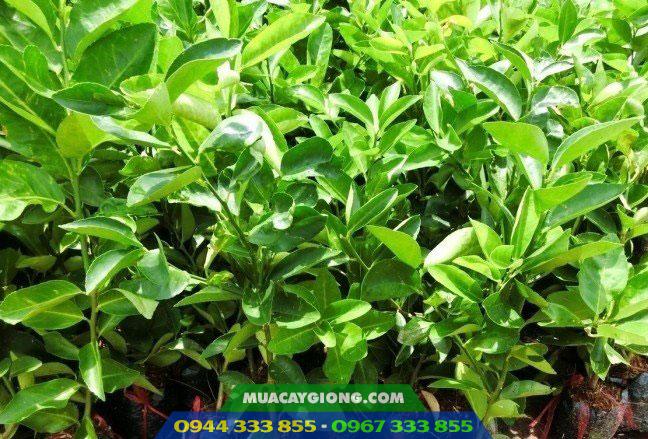 cay_giong_chanh_khong_hat_trai_chum_nang_suat_cao Cây giống chanh không hạt trái chùm