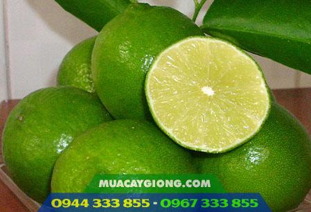 giong_chanh_khong_hat Giống chanh không hạt