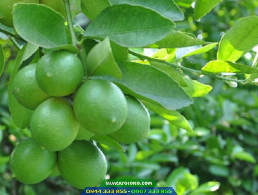 giong_chanh_khong_hat_trai_chum Giống chanh không hạt trái chùm