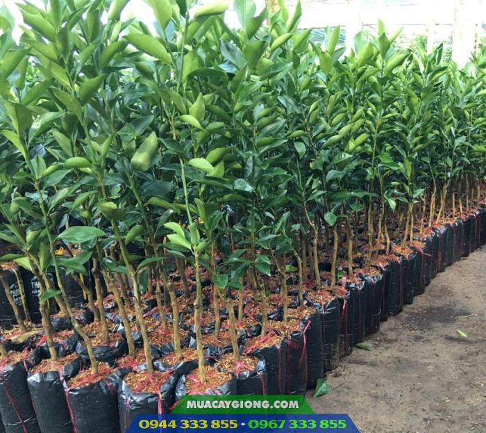 cay_giong_quyt_duong_quyt_ngot Cây giống quýt đường (cây giống quýt ngọt)