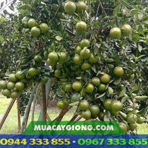 Giống cây quýt đường (quýt ngọt)