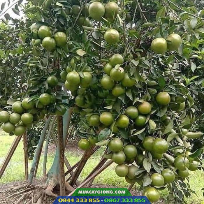 giong_cay_quyt_duong_quyt_ngot Giống cây quýt đường (quýt ngọt)