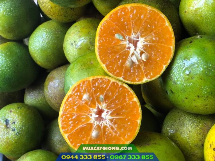 qua_quyt_duong_da_xanh Quả quýt đường da xanh