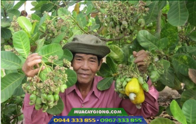 Giống điều AB29 trái chùm Cây giống điều AB29 cao sản 2