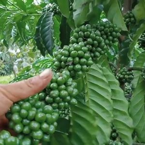 Giống cà phê Thiện Trường