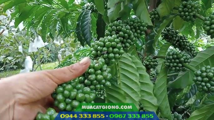 Giống cà phê Thiện Trường Giống cà phê Thiện Trường