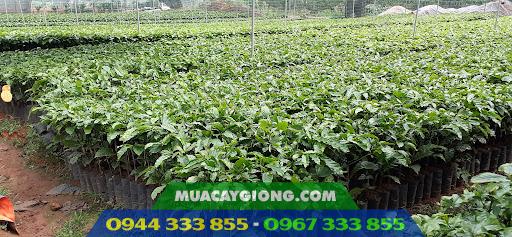Cung cấp cây giống cà phê ghép Cây giống cà phê Thiện Trường 1