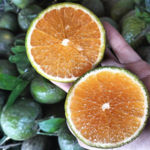 Giống cam sành thơm ngon, giá trị kinh tế cao