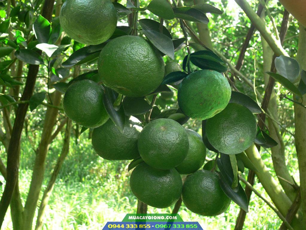 Kỹ thuật trồng cam sành Cây giống cam sành 2